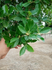 Ligustrum japonicum