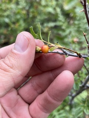Rosa pisocarpa pisocarpa