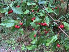 Cotoneaster bullatus