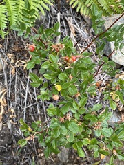 Rosa pisocarpa pisocarpa