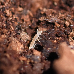 Lithobiomorpha