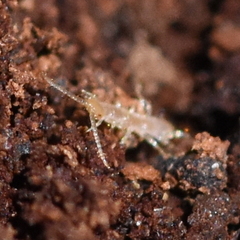 Lithobiomorpha
