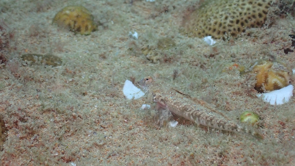 Baird's dragonet (Callionymus bairdi) — Callionymidae
