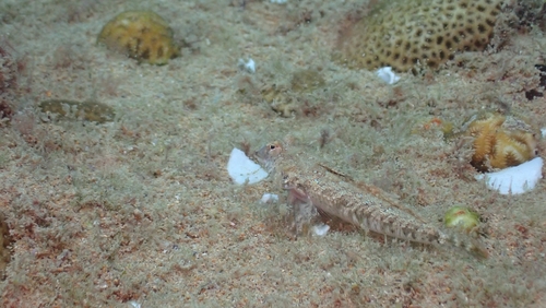 Baird's dragonet (Callionymus bairdi) — Callionymidae