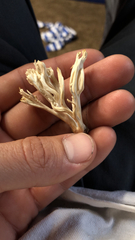 Clavulina coralloides