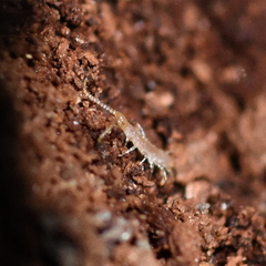 Lithobiomorpha