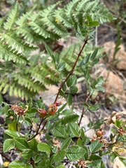 Rosa pisocarpa pisocarpa