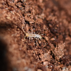 Lithobiomorpha
