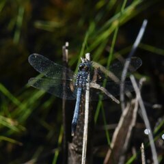 Erythrodiplax minuscula