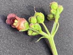 Scrophularia auriculata