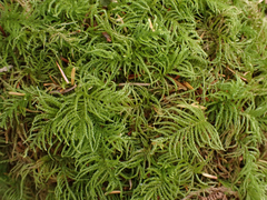 Kindbergia oregana
