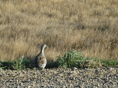 Tympanuchus phasianellus