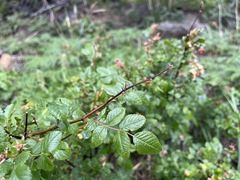 Rosa pisocarpa pisocarpa
