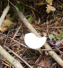 Cuphophyllus virgineus