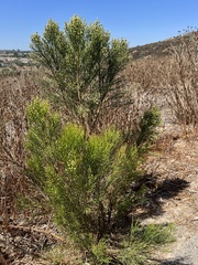 Baccharis sarothroides