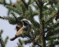 Poecile hudsonicus