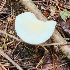 Cuphophyllus virgineus