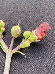 Scrophularia auriculata