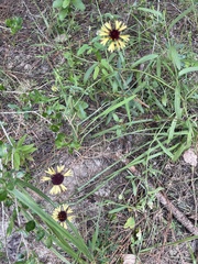 Gaillardia