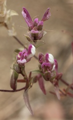 Orthocarpus cuspidatus