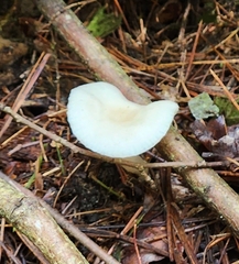 Cuphophyllus virgineus