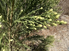 Baccharis sarothroides