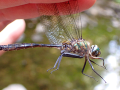 Somatochlora walshii