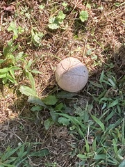 Calvatia
