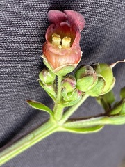 Scrophularia auriculata