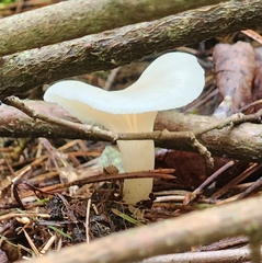 Cuphophyllus virgineus