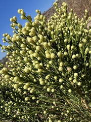 Baccharis sarothroides