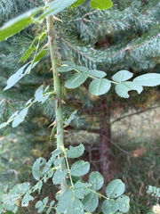Rosa rubiginosa