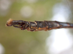 Somatochlora walshii