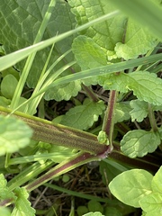 Scrophularia auriculata
