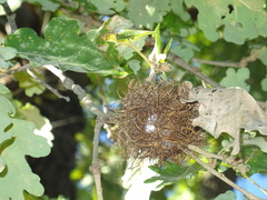 Andricus caputmedusae