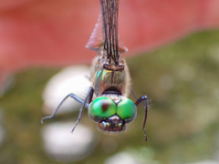 Somatochlora walshii