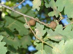 Andricus infectorius