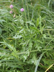 Cirsium muticum