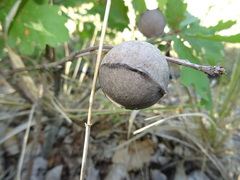 Andricus quercustozae