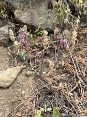 Orthocarpus cuspidatus