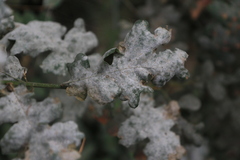 Erysiphaceae