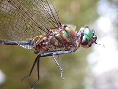 Somatochlora walshii