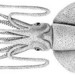 Cycloteuthid Squids - Photo (c) Richard E. Young, some rights reserved (CC BY-NC)
