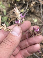 Orthocarpus cuspidatus
