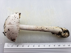 Amanita populiphila