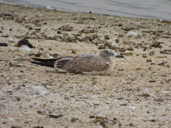 Leucophaeus atricilla