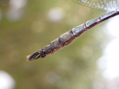 Somatochlora walshii