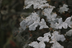 Erysiphaceae
