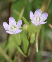 Gentianella amarella acuta