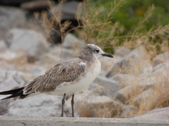 Leucophaeus atricilla